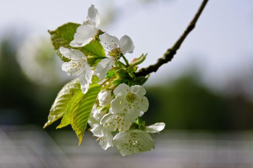 blossom bloom white