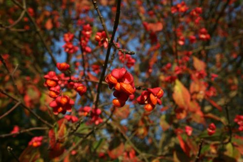 blossom bloom autumn