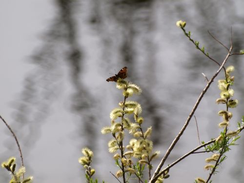 blossom bloom willow catkin