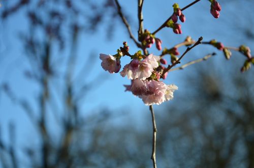 blossom cherry flower