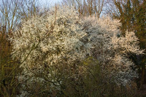 blossom spring flowers