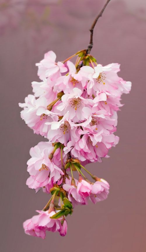 blossom flowers cherry blossom