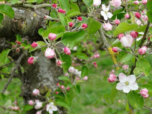 blossom flower spring