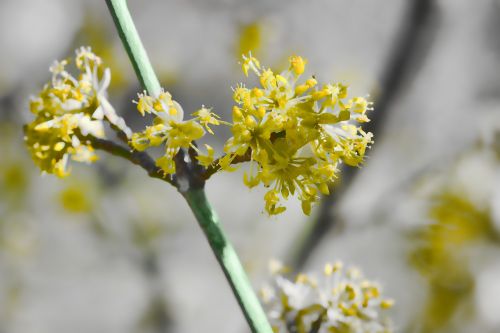 blossom nature plant