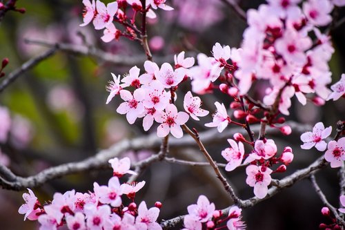 blossom  branch  flower