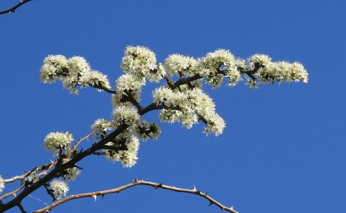 blossom  bloom  bud