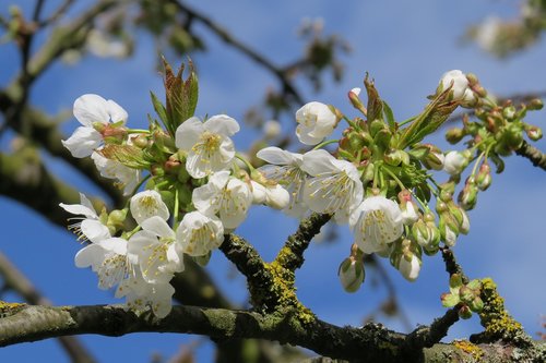 blossom  bloom  bud