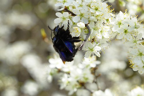 blossom  nature  plant