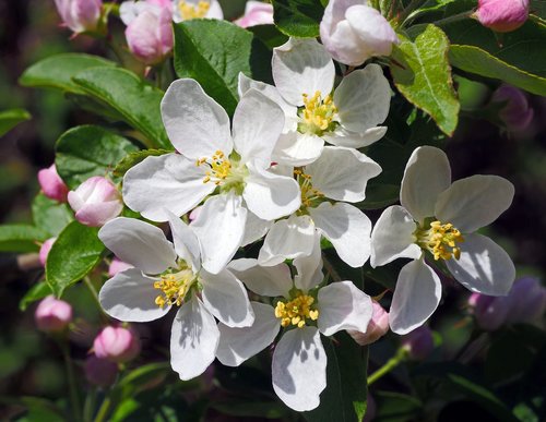 blossom  embellishment  apple blossom