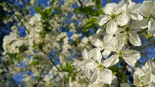 blossom  flower  tree