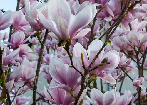 blossom  bloom  magnolia