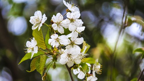 blossom  bloom  spring