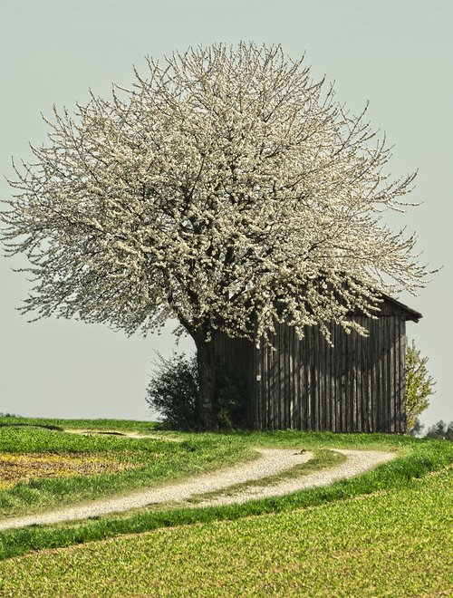 blossom  bloom  tree