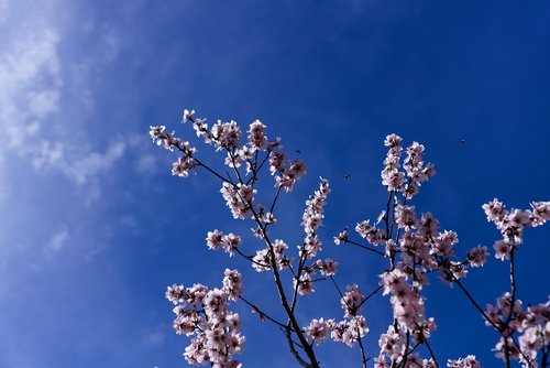 blossom  bloom  almond