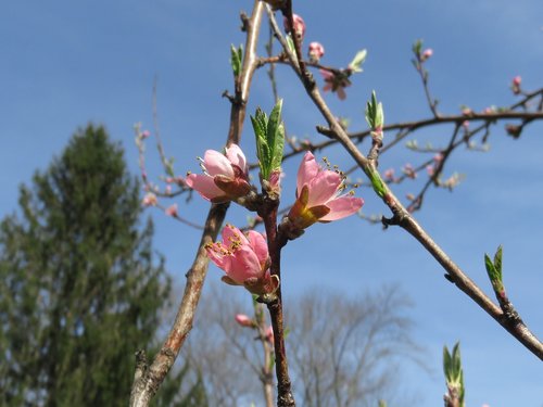 blossom  flower  tree