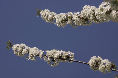 blossom  cherry  white