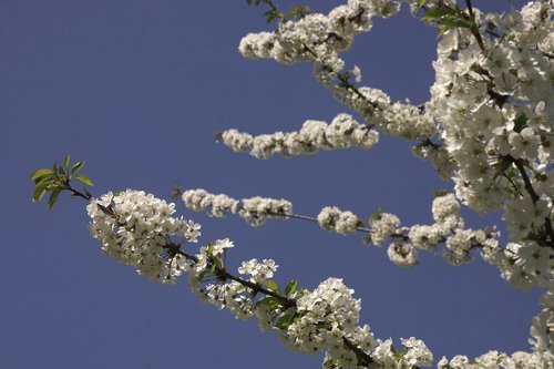 blossom  spring  white