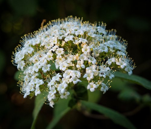 blossom  bloom  spring