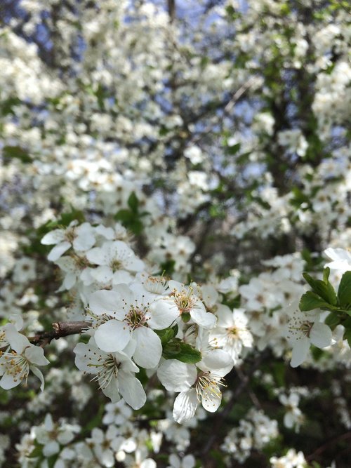 blossom  spring  cherry-blossom