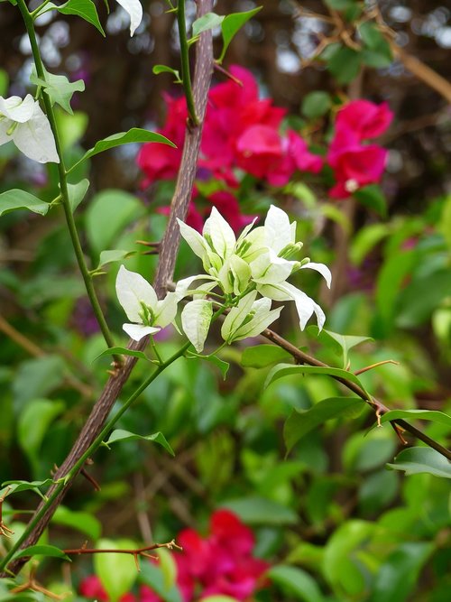 blossom  flower  bougainvillea