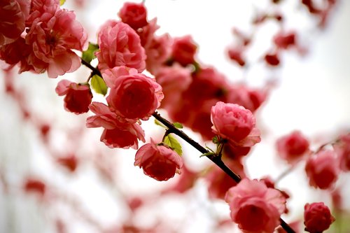 blossom  pink  romantic