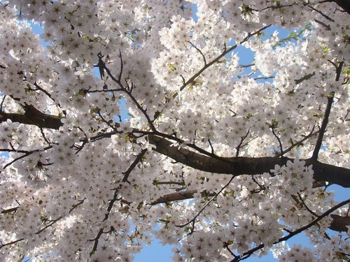 blossom  white  tree