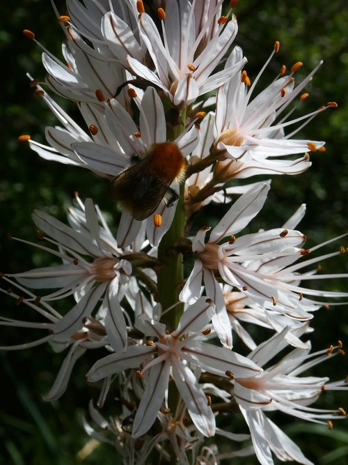 blossom  bloom  hummel