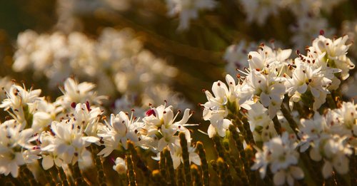 blossom  bloom  white