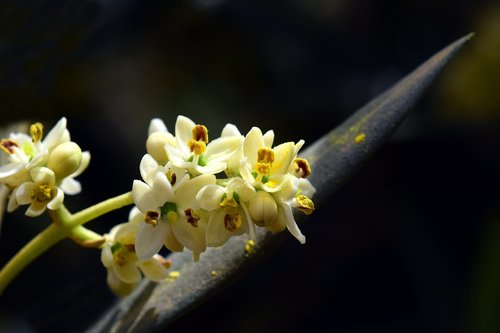 blossom  bloom  olive tree
