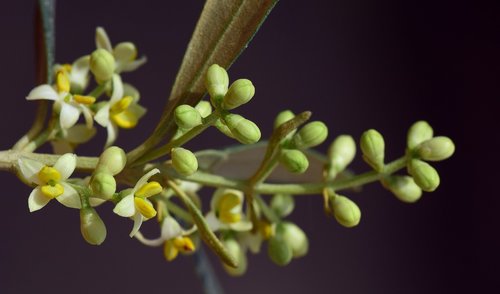 blossom  bloom  olive tree