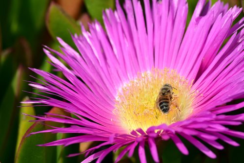 blossom  bloom  bee