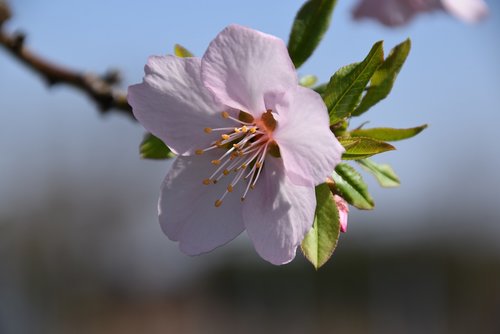 blossom  pink  almond blossoms