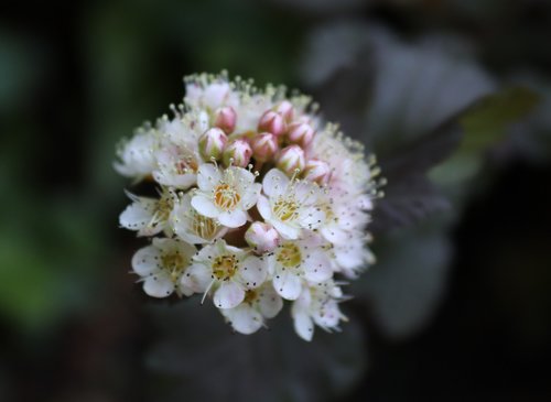 blossom  bloom  bush