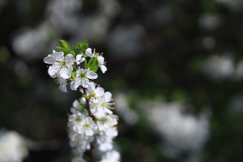 blossom  plants  apple tree