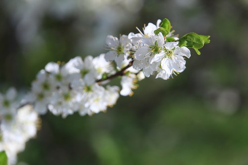 blossom  plants  apple tree