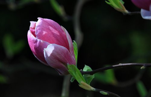 blossom  plant  magnolia