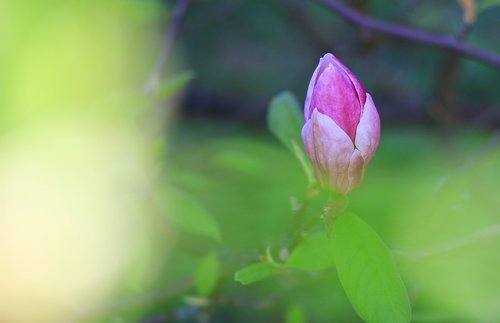 blossom  plant  magnolia