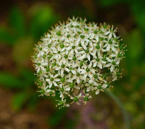 blossom  bloom  garden