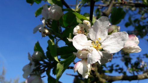 blossom  bloom  apple tree blossom