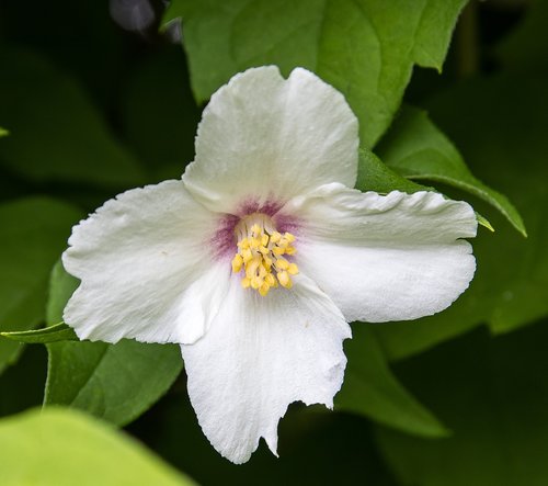 blossom  bloom  plant