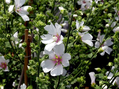 blossom  bloom  mallow