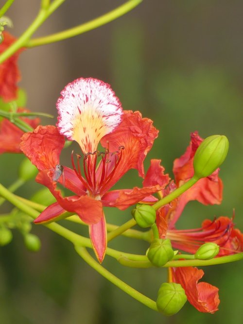 blossom  flower  insect