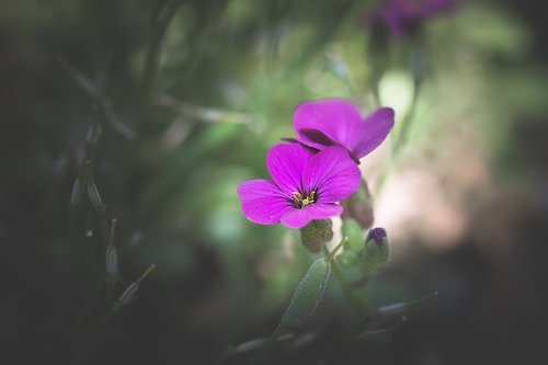 blossom  bloom  pink