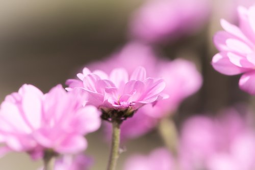 blossom  bloom  pink