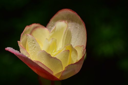 blossom  bloom  yellow