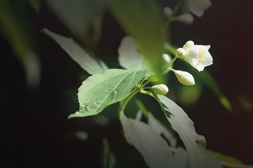 blossom  bloom  white