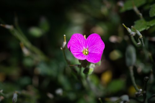 blossom  bloom  small