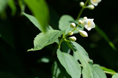 blossom  bloom  white