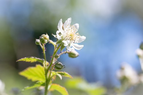 blossom  bloom  white