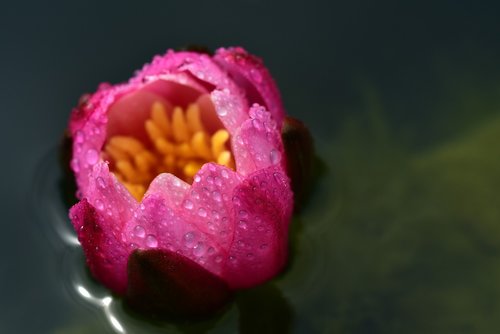 blossom  bloom  water lily